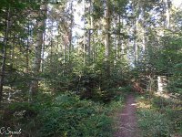 WWW Wanderung Calw-9